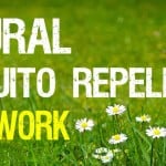 Natural mosquito repellents that work