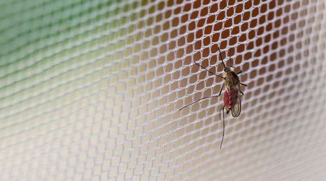 mosquito nets