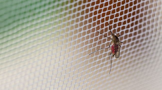 mosquito net and bug zapper indoor insect killer