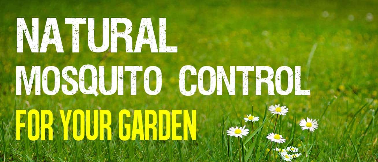 natural mosquito control for your garden
