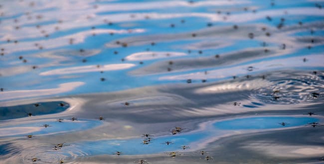 get rid of mosquito larvae in pools