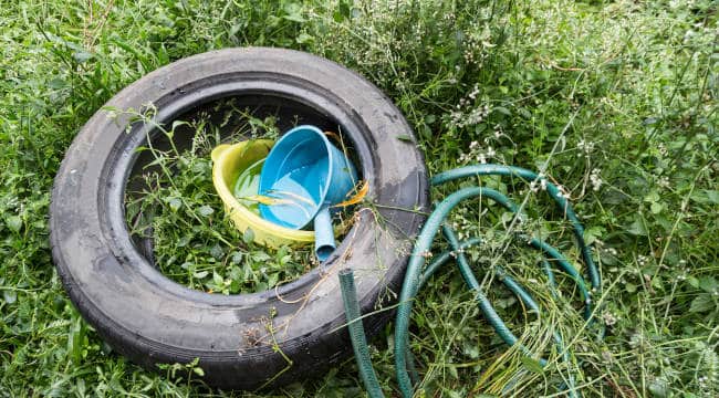 MOSQUITO breeding ground in garden