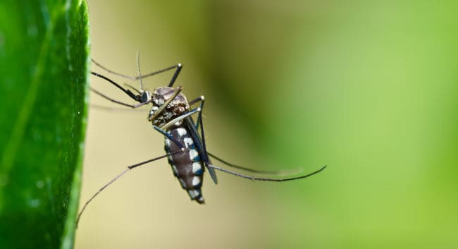Natural mosquito control for your garden
