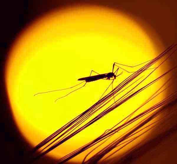 mosquito sticks in garden