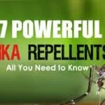 7 Powerful Repellents that prevent Zika