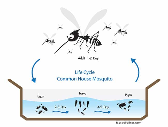 mosquito life cycle